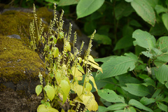 Rhynchoglossum obliquum